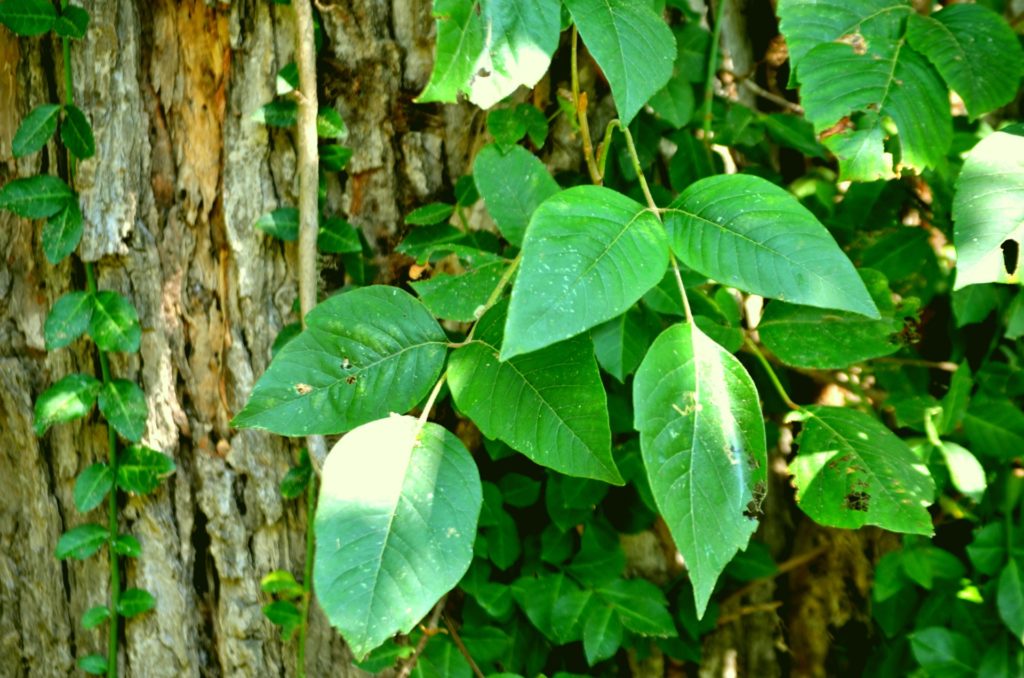 Can You Pop Poison Ivy Blisters Poison Ivy How It Spreads And How To Manage It Peraza Dermatology Group