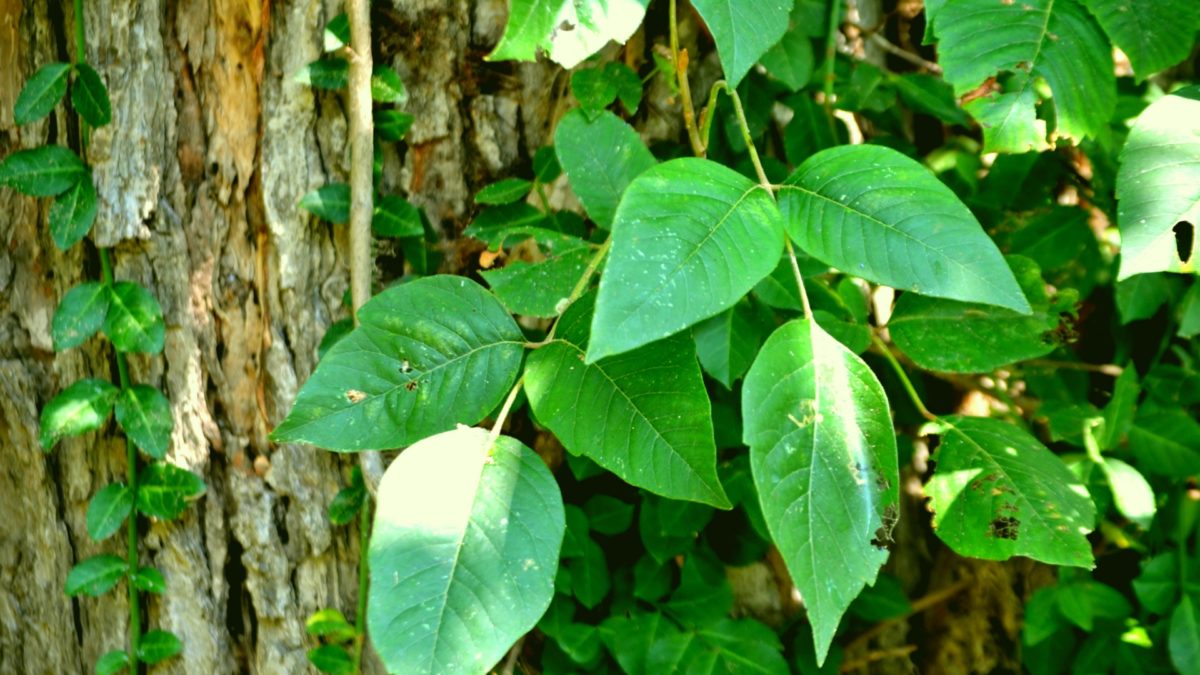 Poison Ivy: How It Spreads and How To Manage It