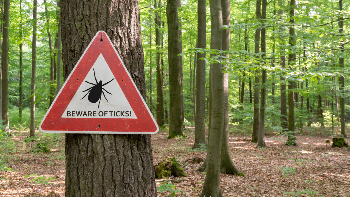 The Facts About Ticks in New England